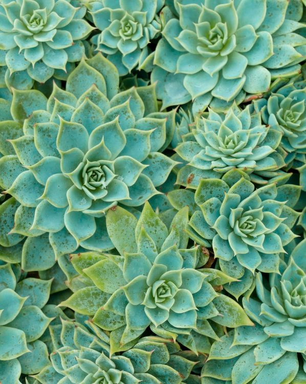 Succulents