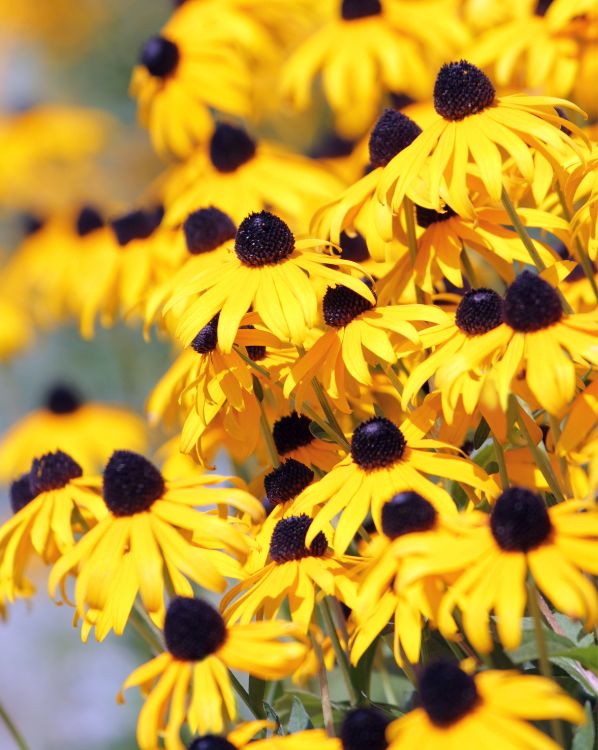 Black-Eyed Susan_3