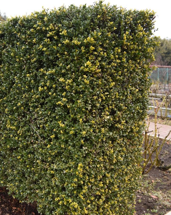 Boxwood_3