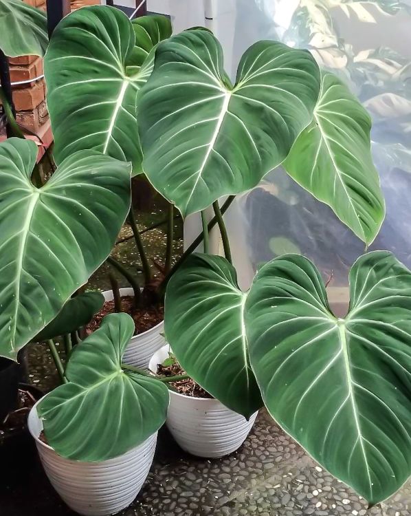 Philodendrons
