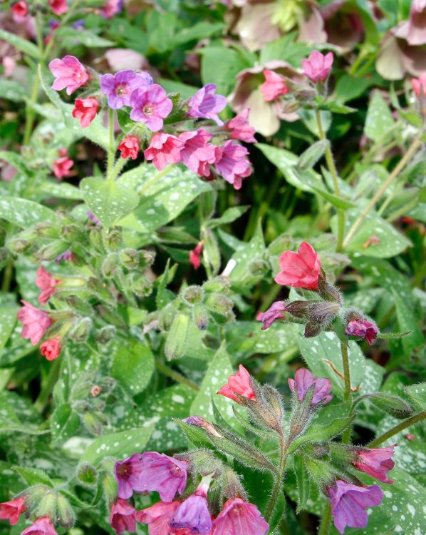 Pulmonarias