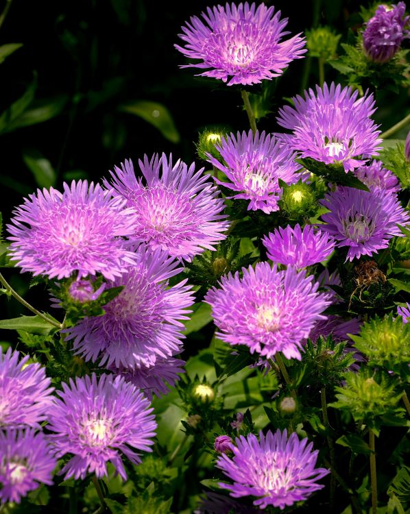 Asters_3