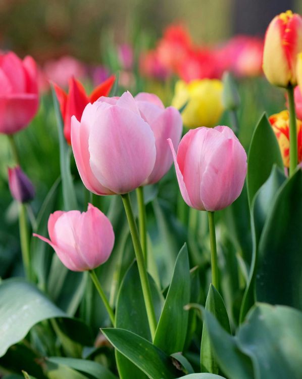 Tulip_3