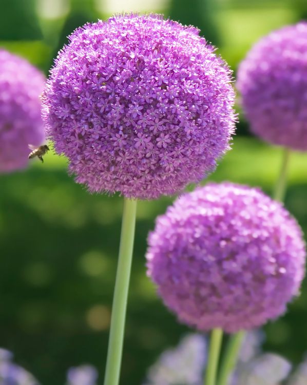 Allium_3