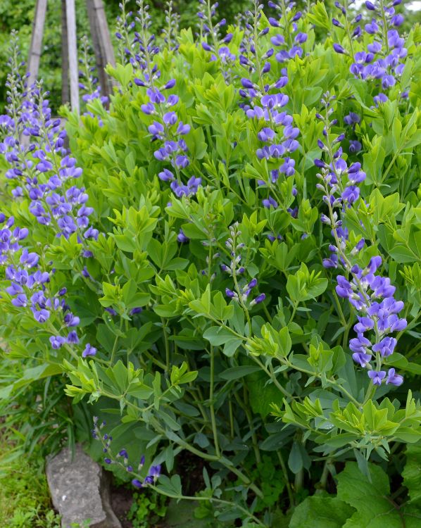 Baptisia_3