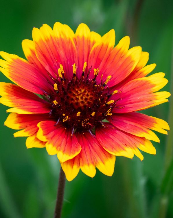 Blanket flower_3
