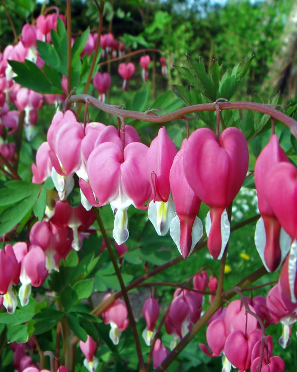 Bleeding Heart_3