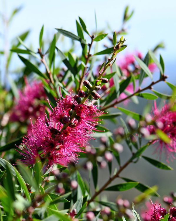 Bottlebrush_3