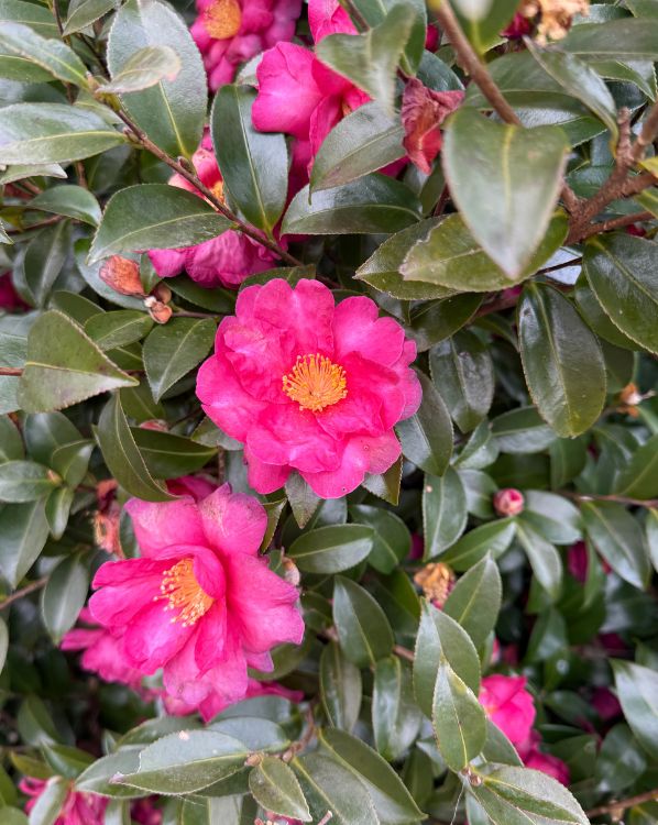 Camellia_3