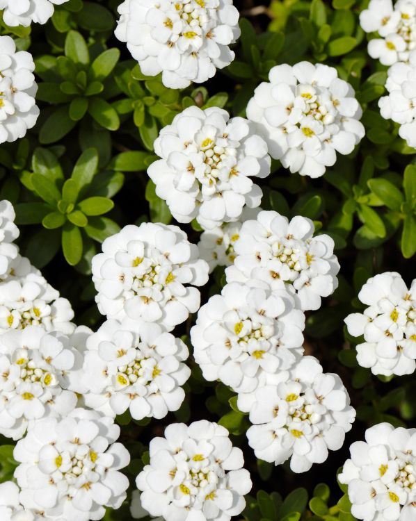 Candytuft_3