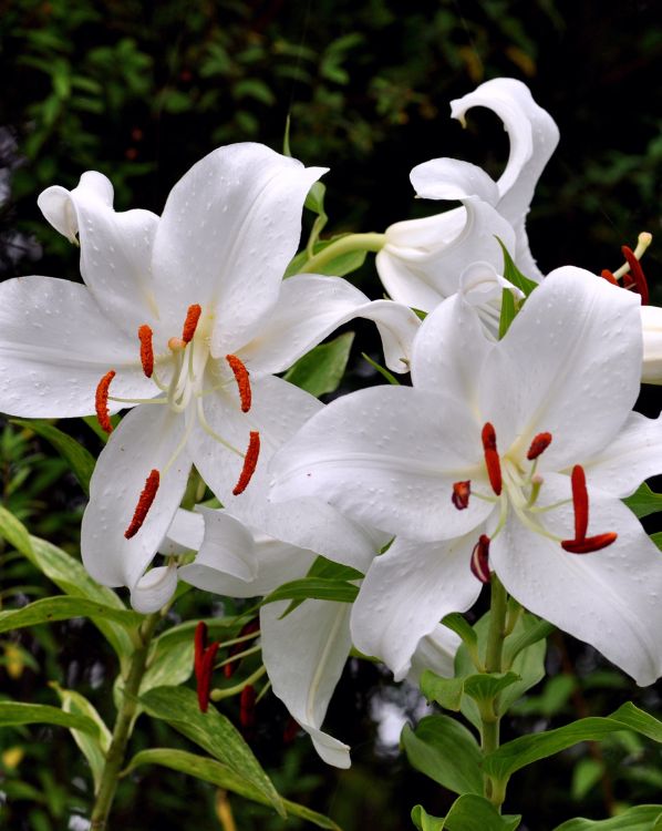 Casa Blanca Lily_3