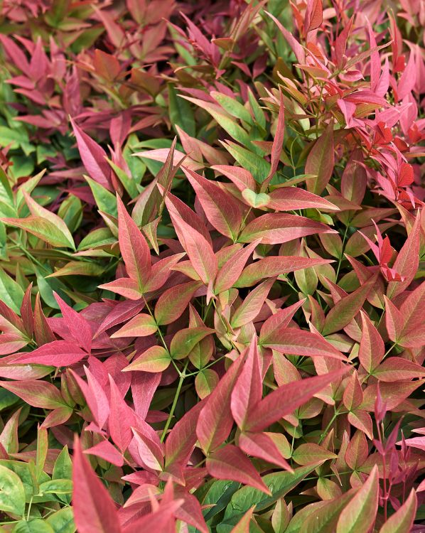 Dwarf Nandina_3