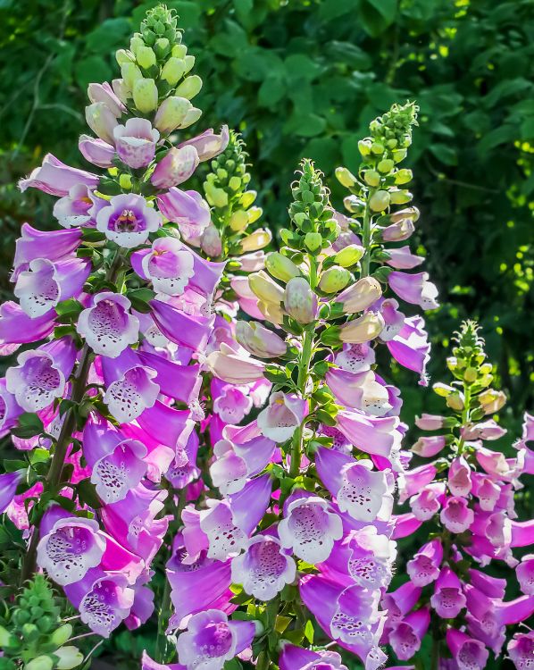 Foxglove_3