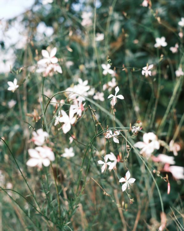 Gaura_3