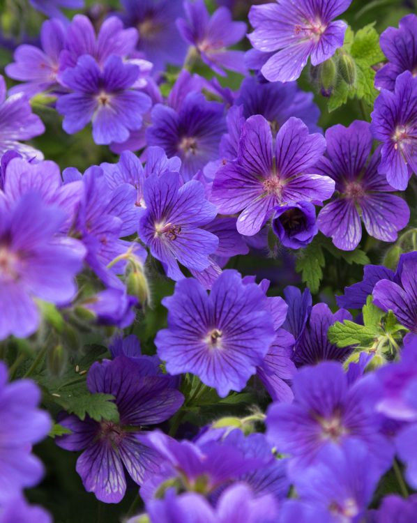 Geranium Rozanne_3