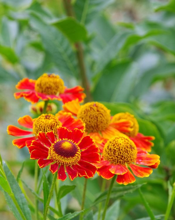 Helenium_3