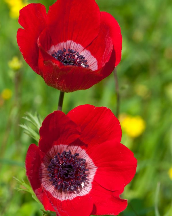 Japanese Anemone