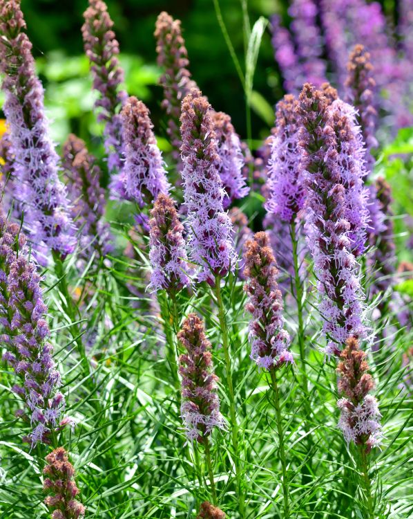 Liatris_3