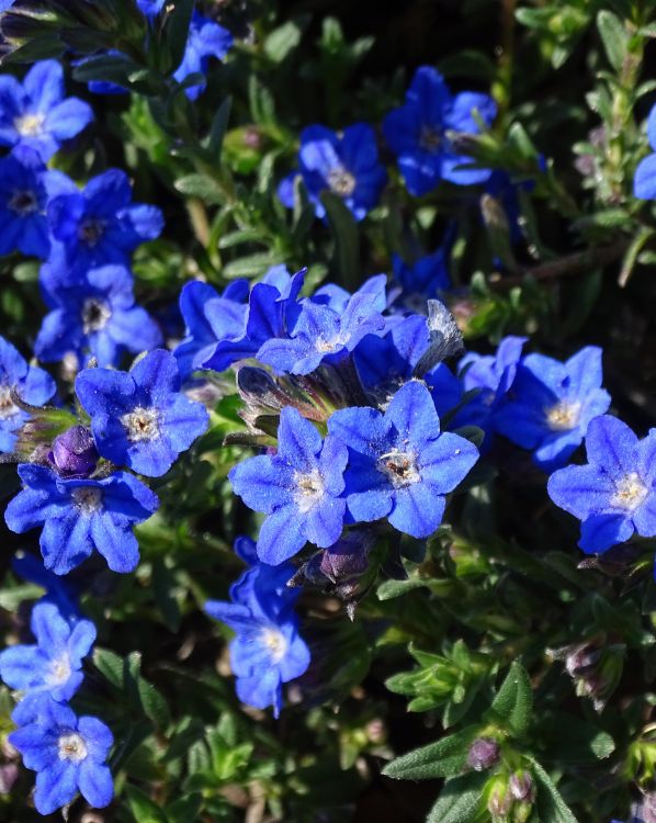 Lithodora_3