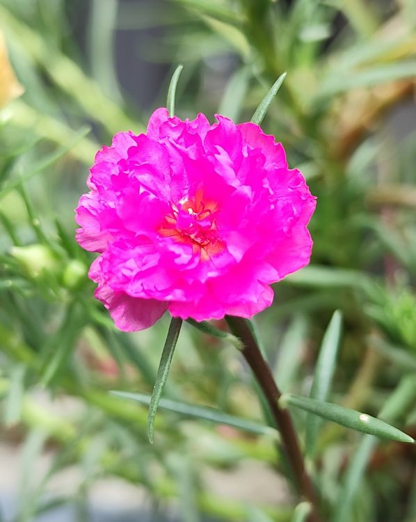 Moss Rose_3