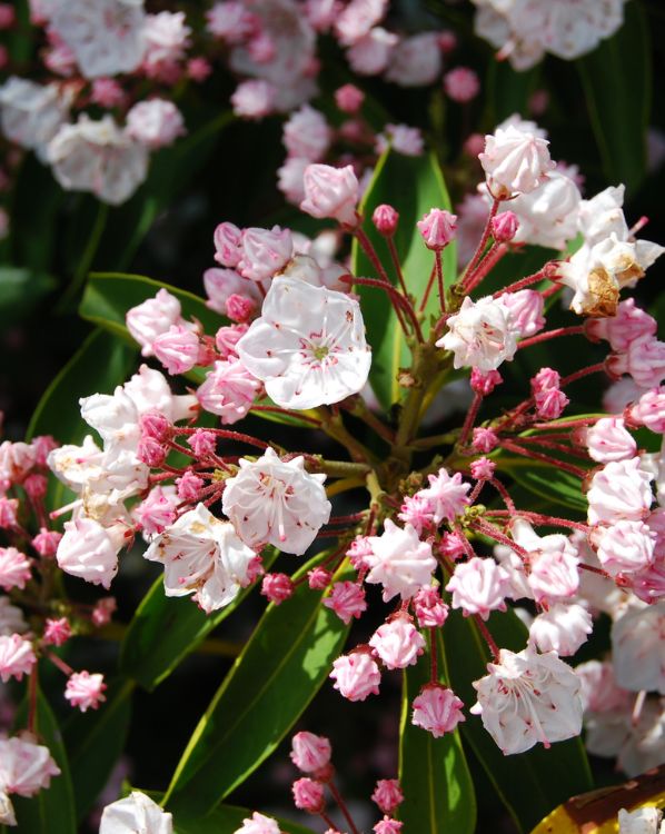 Mountain Laurel_3
