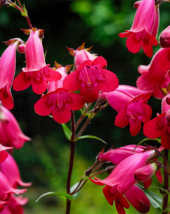 Penstemon_3