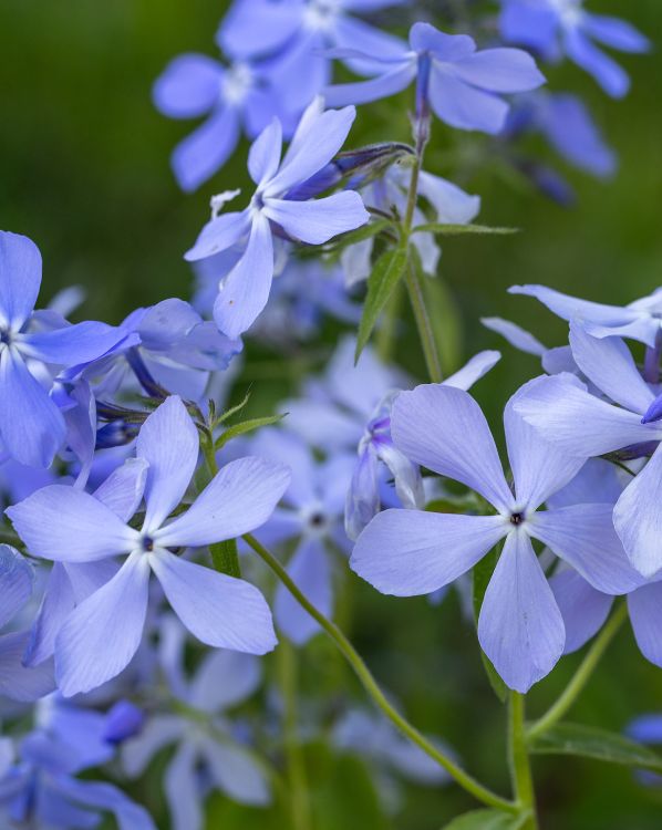 Phlox_3