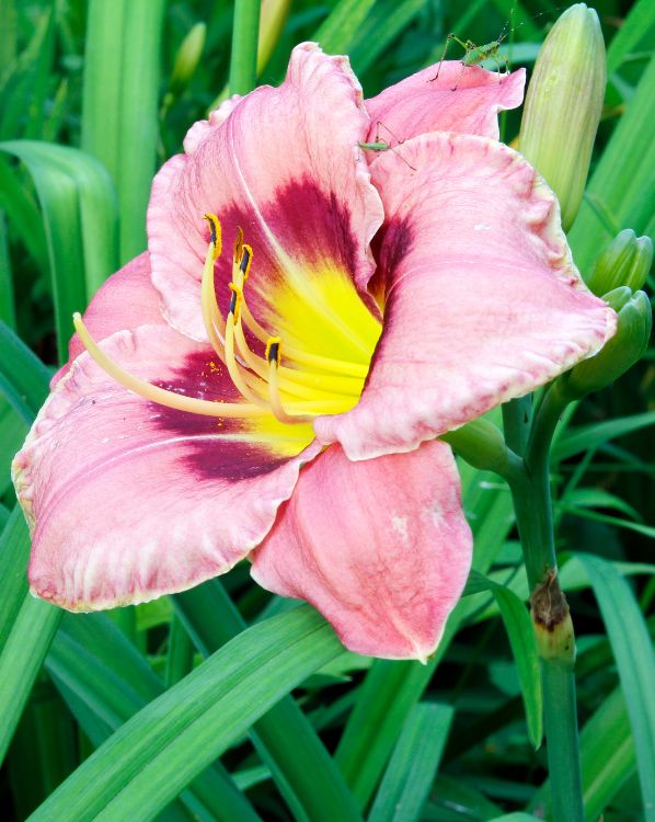 Pink Daylily_3