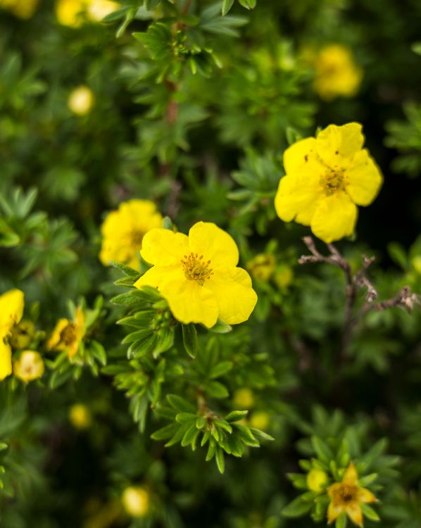 Potentilla_3