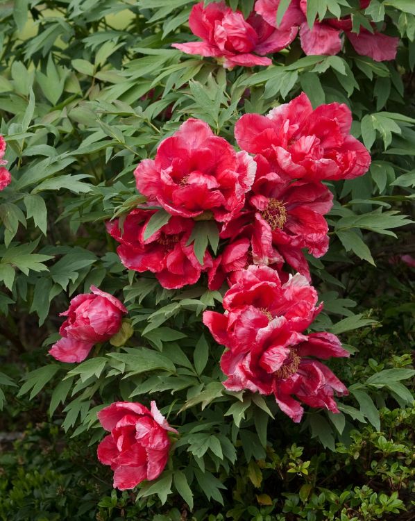 Red Peonies_3