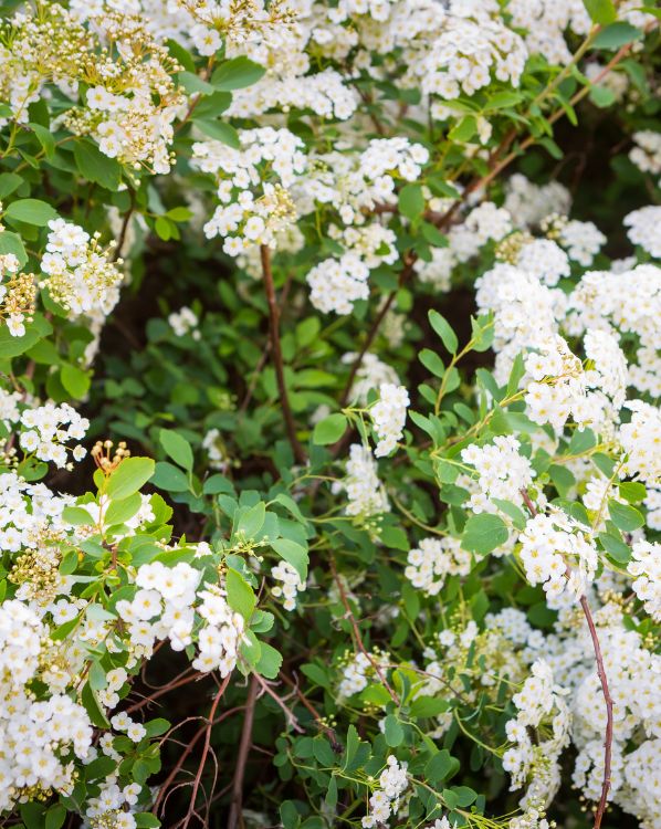 Spirea_3
