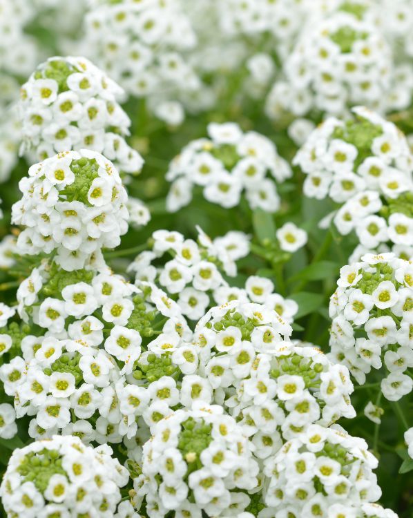 Sweet Alyssum_3