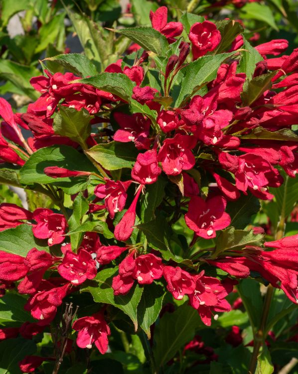 Weigela_3