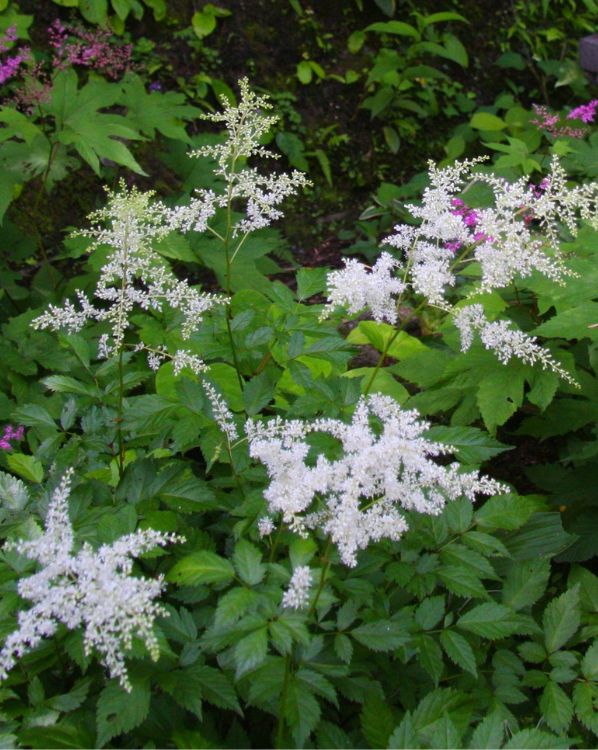 White Astilbe_3