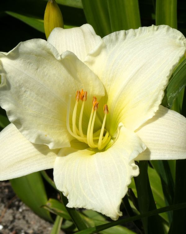 White Daylily_3