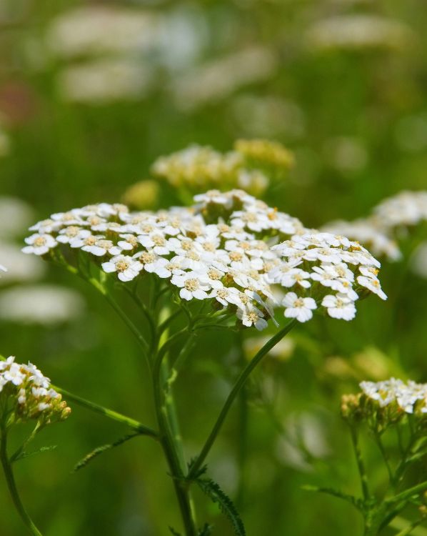 White Yarrow_3