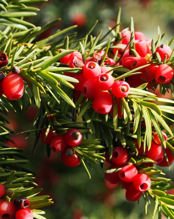 Yew_3