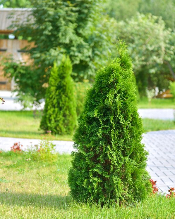 Arborvitae_3