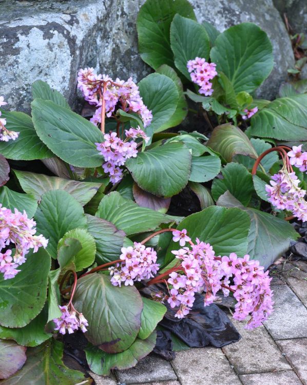 Bergenia