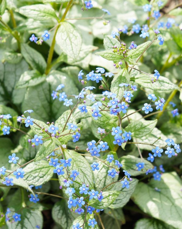 Brunnera