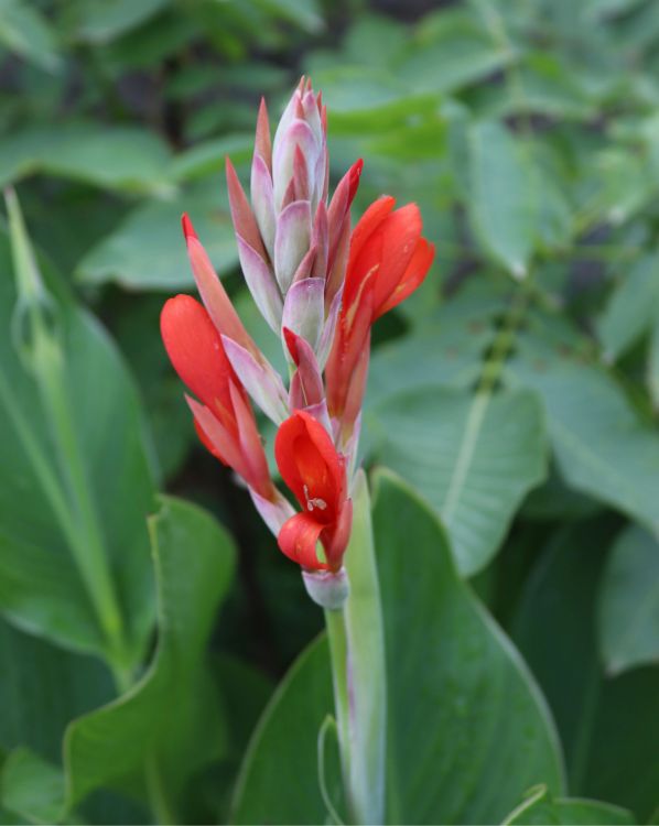 Canna lilies