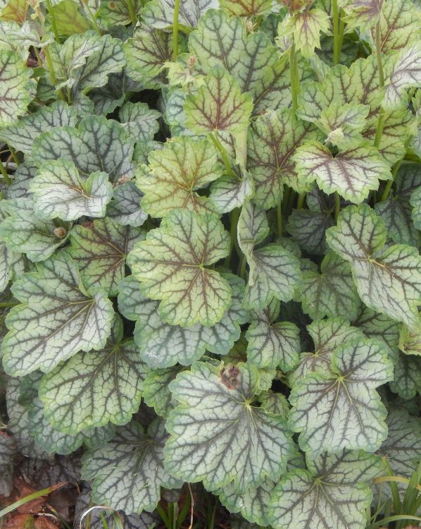 Coral bells
