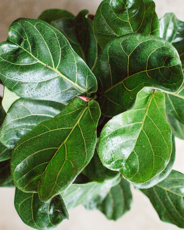 Fiddle leaf fig in pot_3