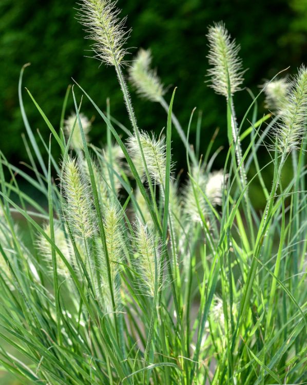 Fountain grass