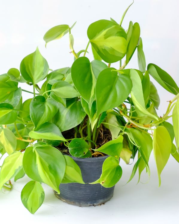 Heartleaf philodendron in pot_3