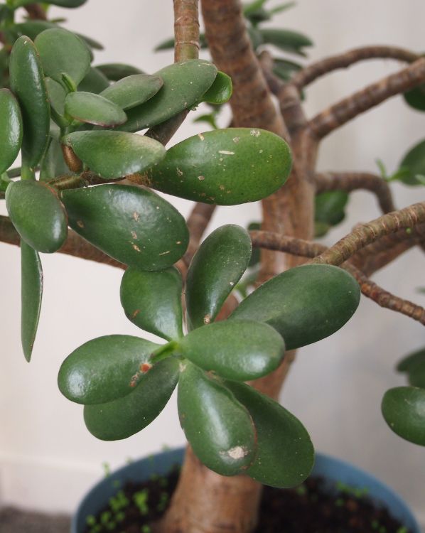 Jade plant in pot_3