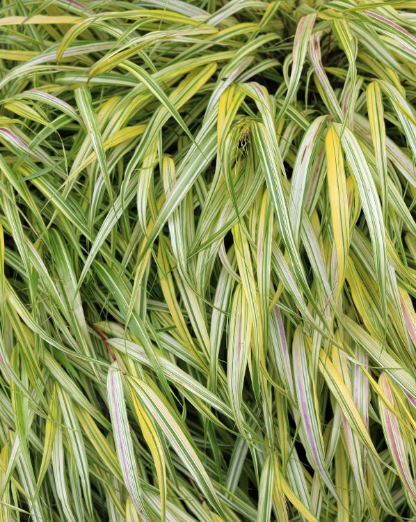 Japanese forest grass