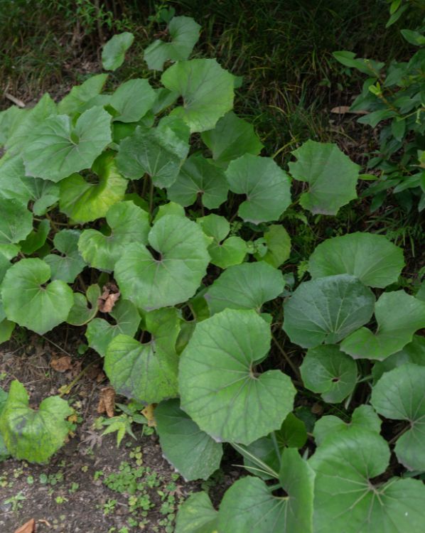 Leopard plant