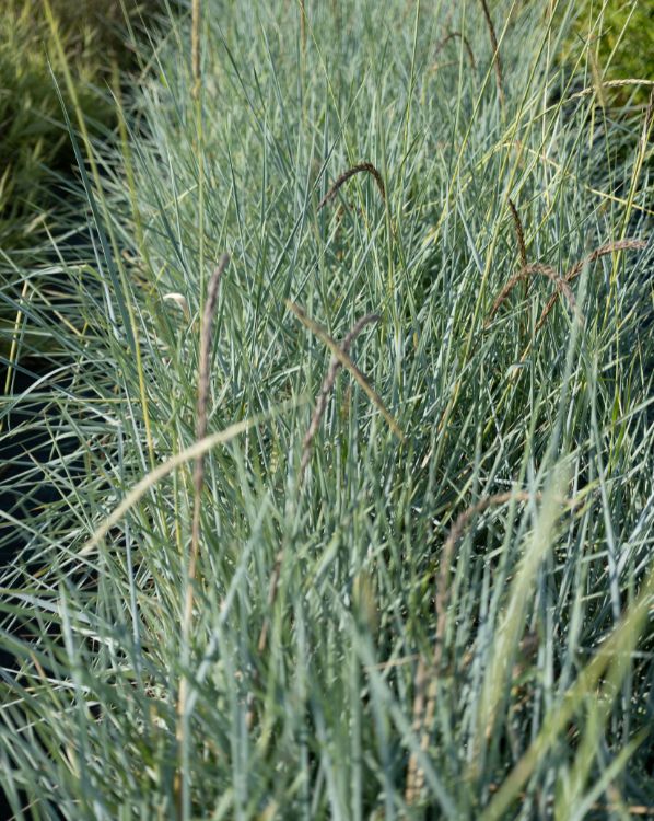 Little bluestem