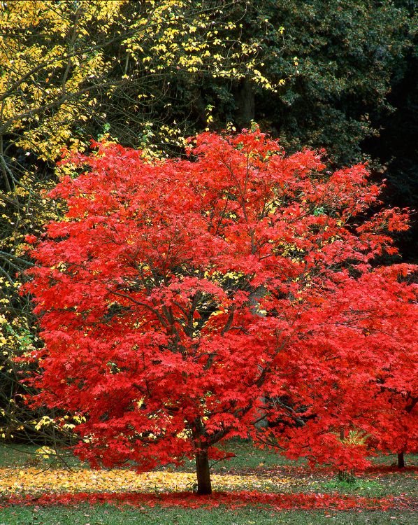 Maple tree_3